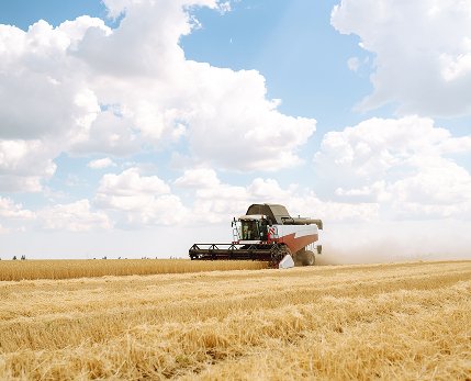 From Field to Flour: How We Source Our Ingredients